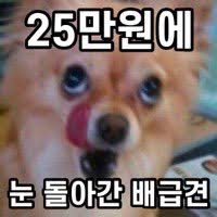 Bae-geup-gyeon ("Ration Dog") 1